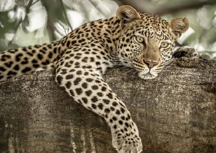 leopard