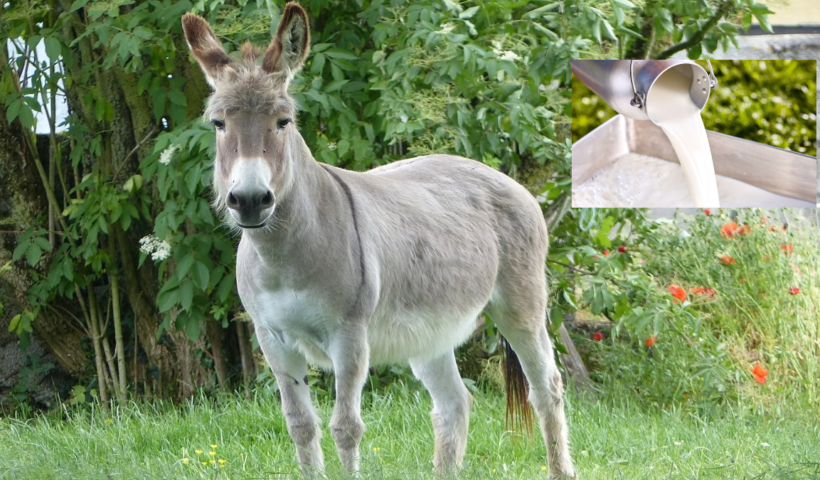Donkey Milk Scam