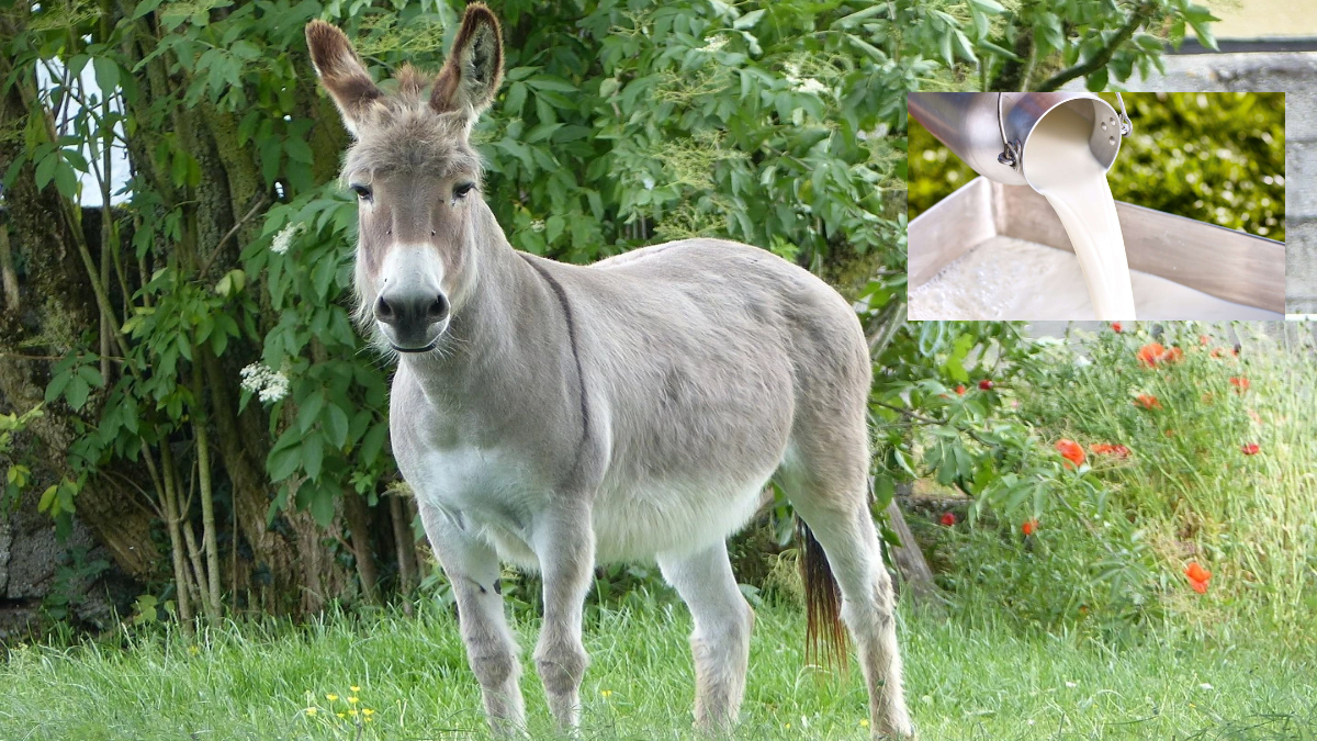Donkey Milk Scam