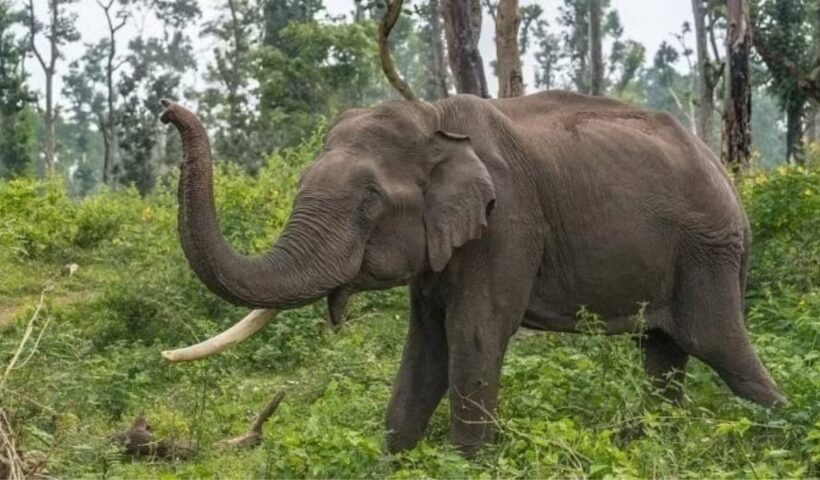 Assam