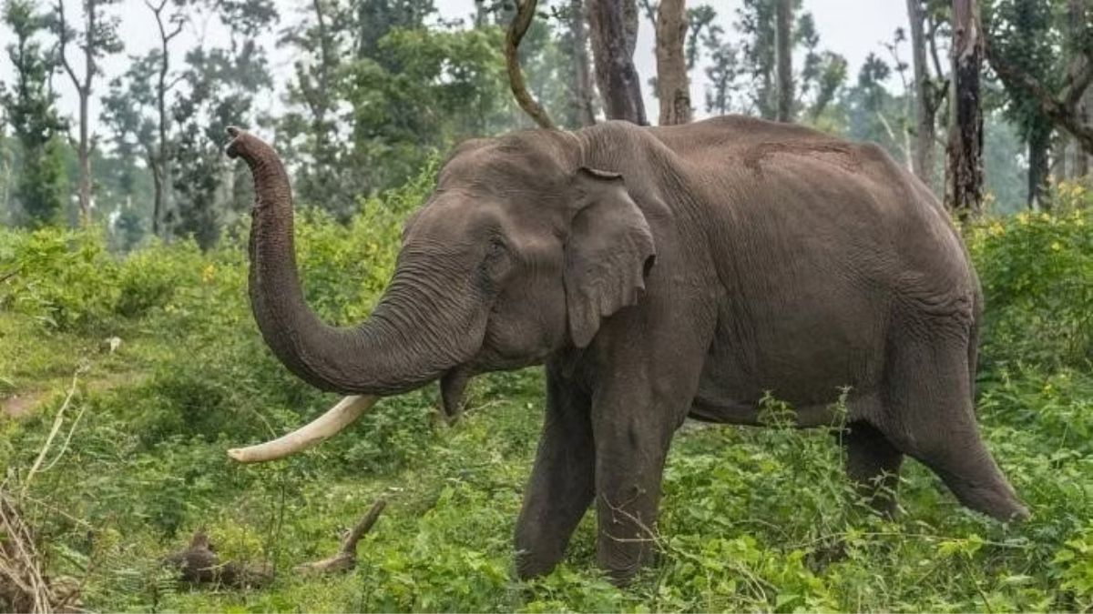 Assam