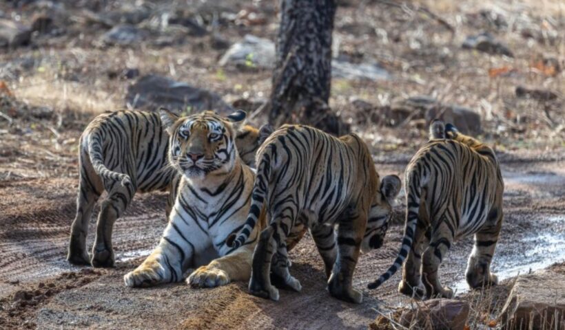 Ranthambore National Park