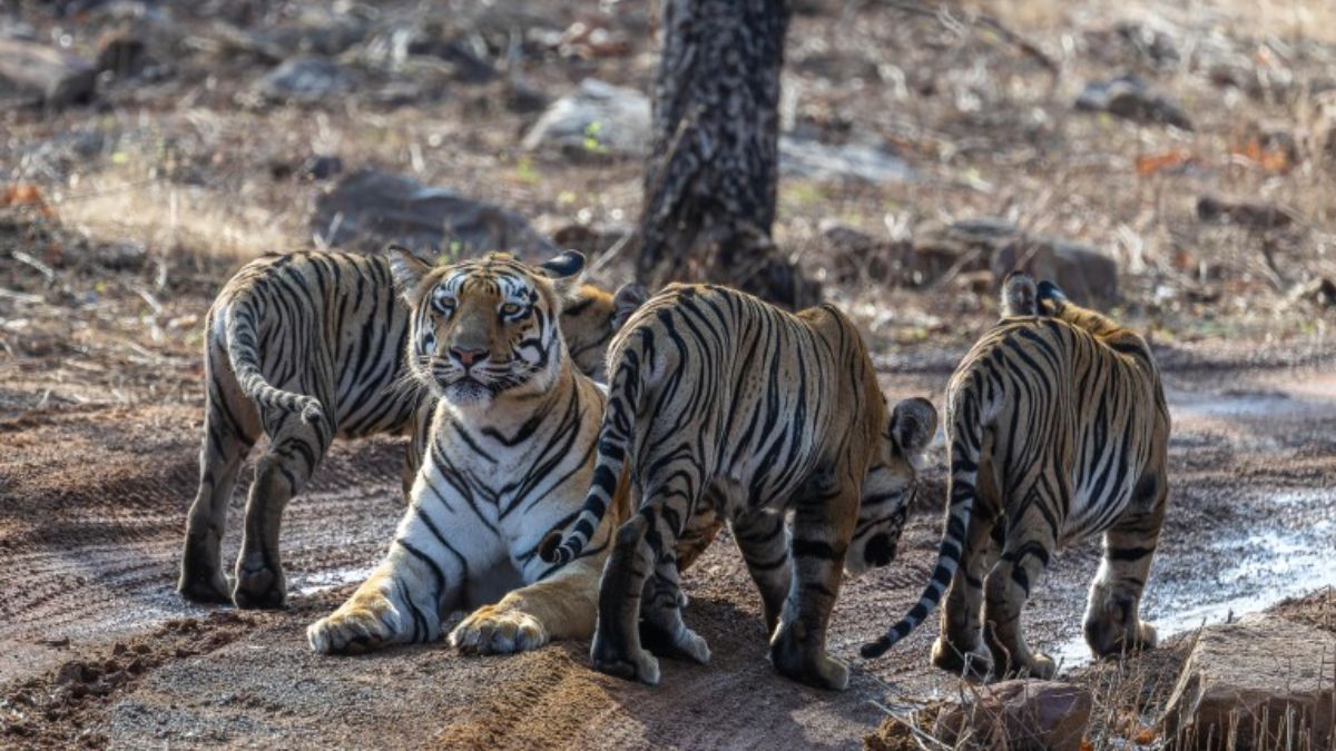 Ranthambore National Park