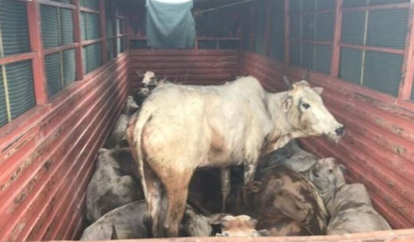 Cow Illegal Transport