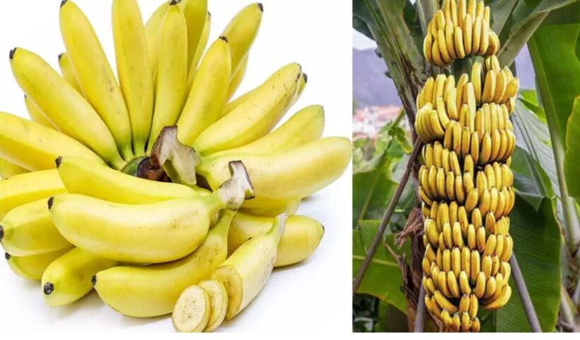 Banana