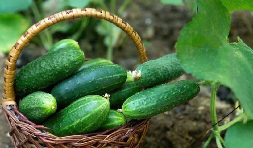 Cucumber Benefits