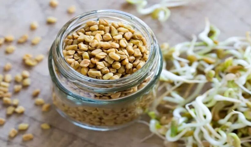 Sprouted Fenugreek
