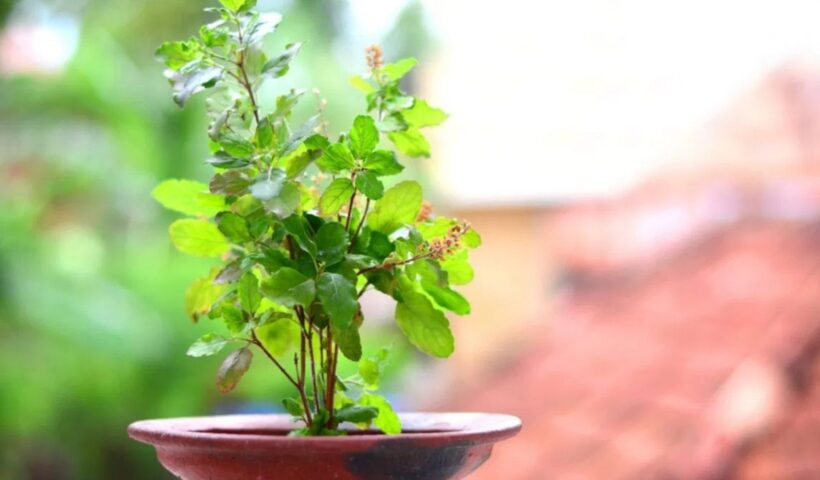Tulsi Plant