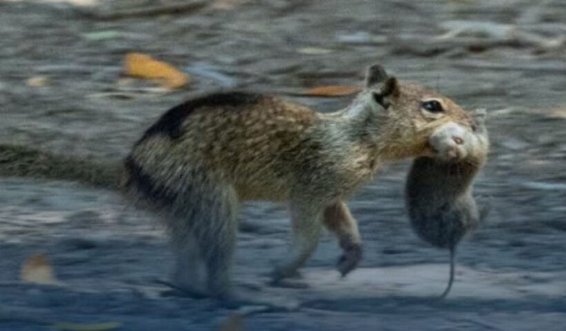 squirrels hunting voles