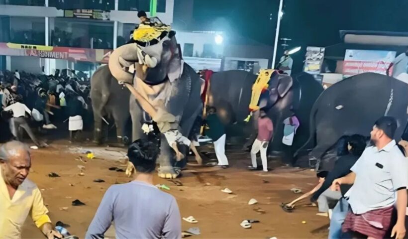 Aggressive Elephant