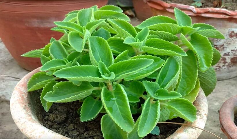 Ajwain leaves