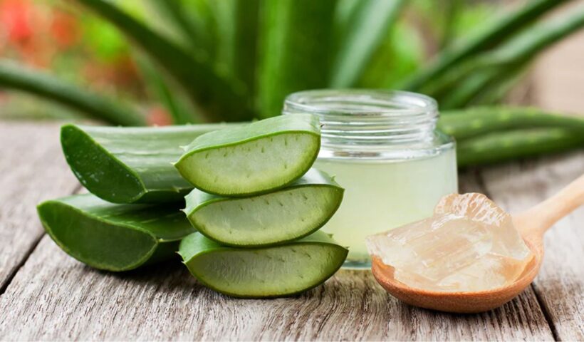 Aloe Vera for Hair