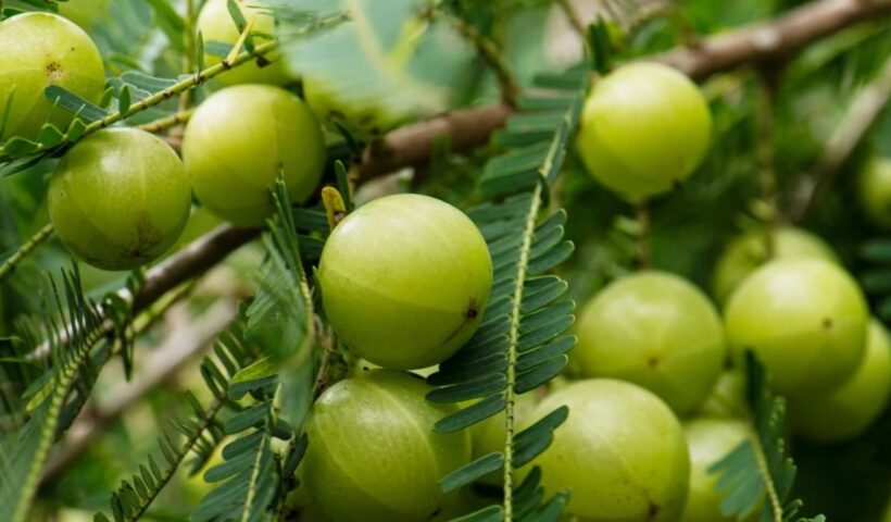 Amla Benefits
