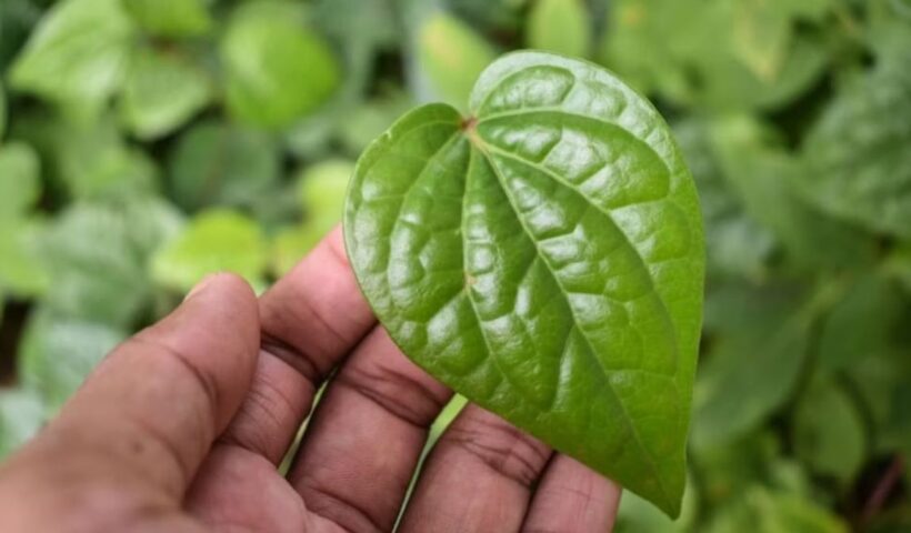 Betel leaves