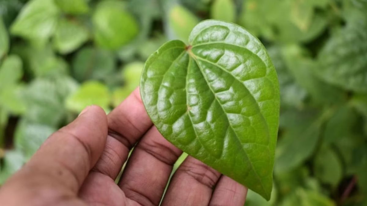 Betel leaves