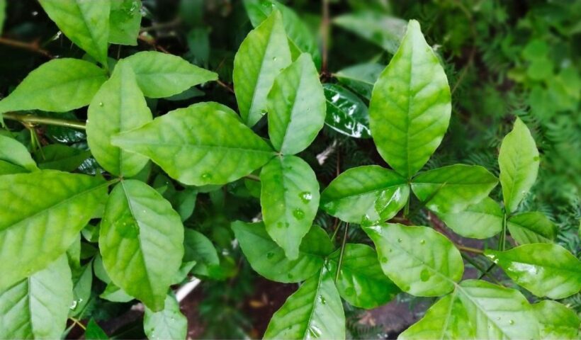 Bilva Patra Benefits