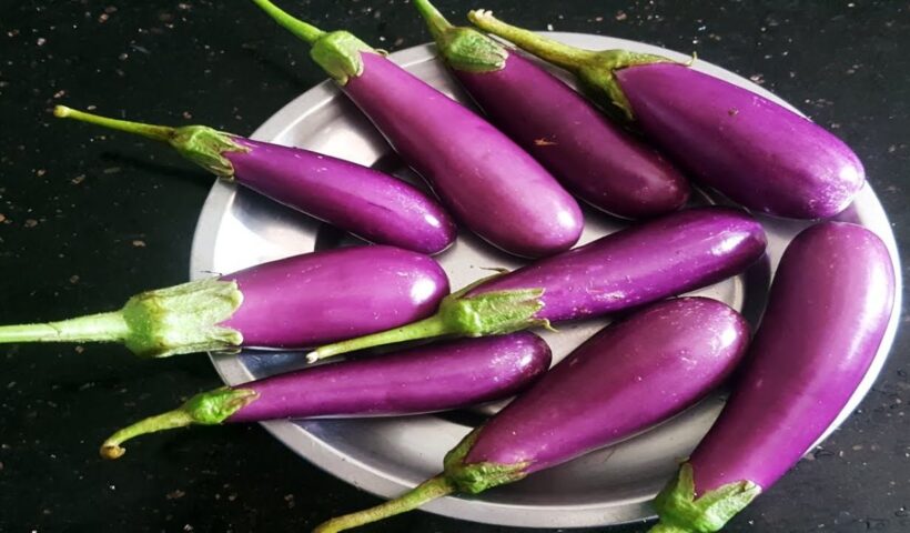 Brinjal