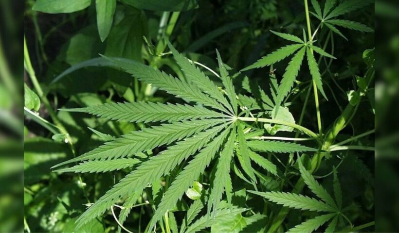 Ganja