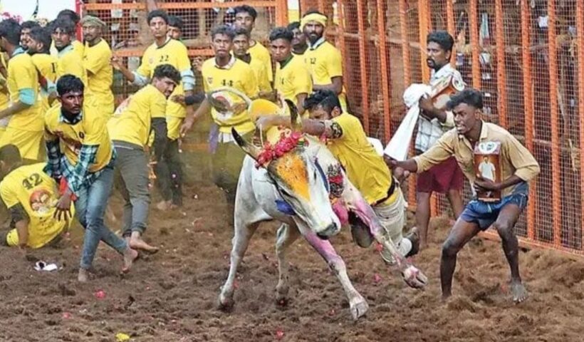 Jallikattu: