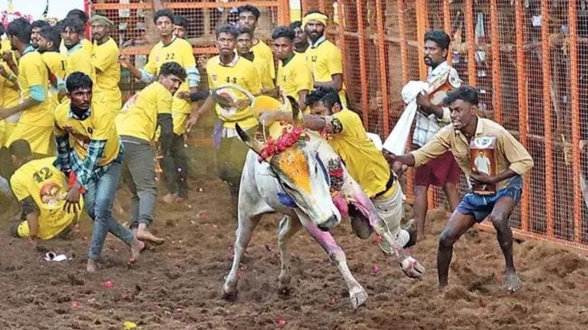 Jallikattu: