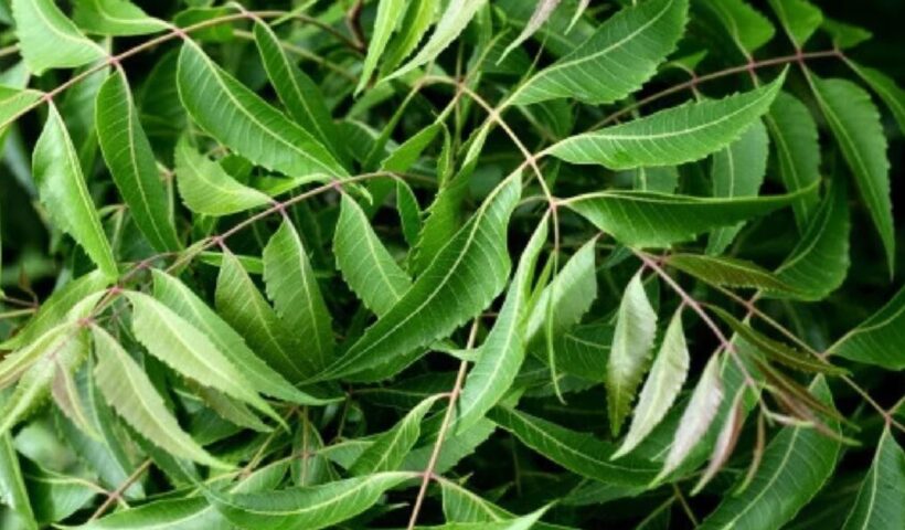 Neem Benefits