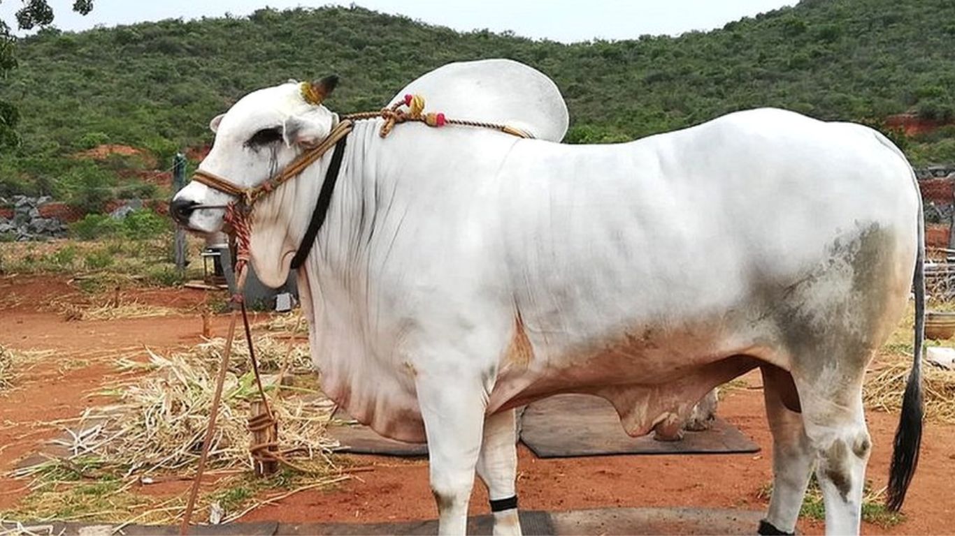 Ongole Gitta