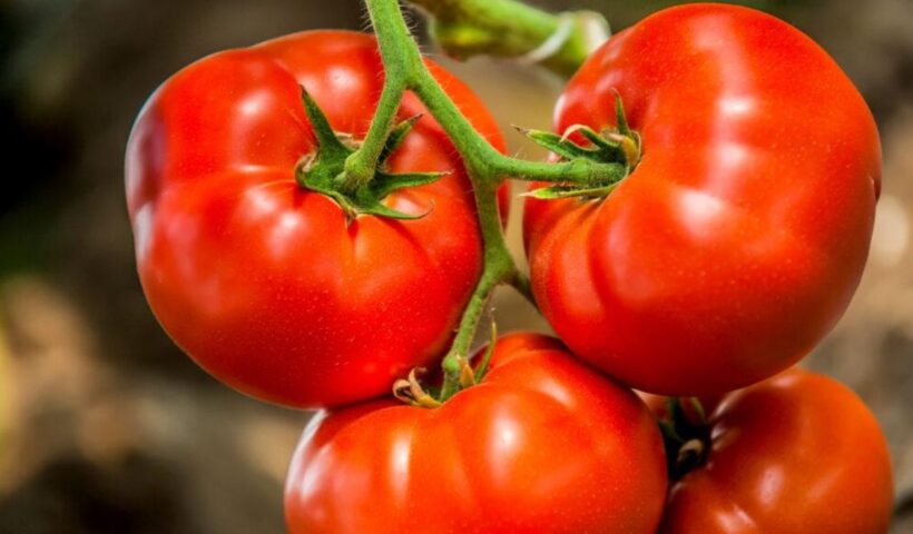 Tomato
