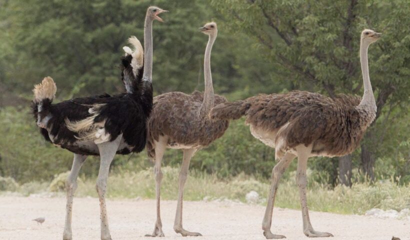 Ostriches: