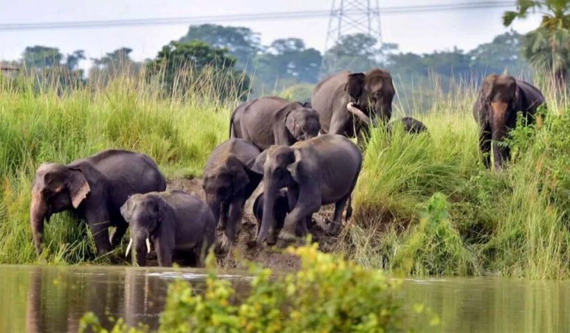 Elephant Attack: