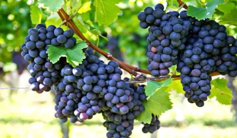 Black Grapes