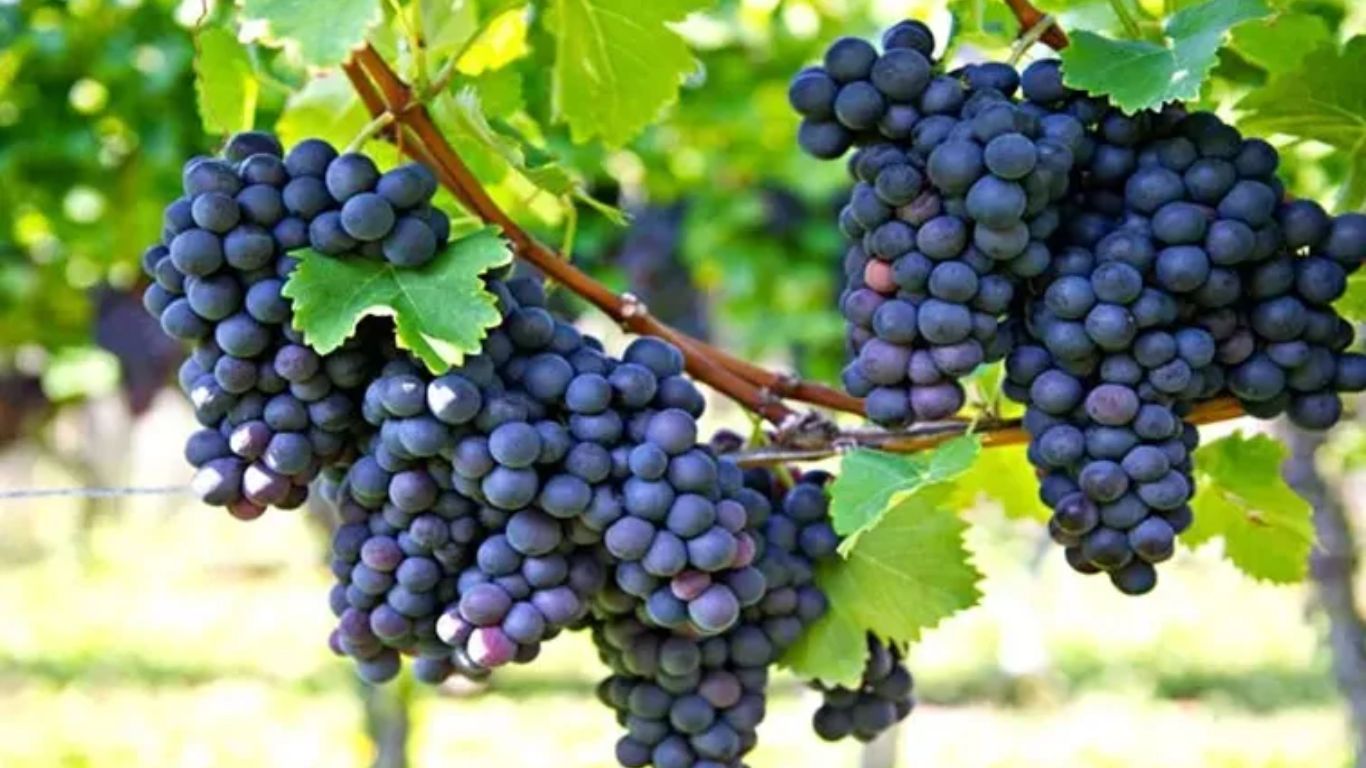 Black Grapes