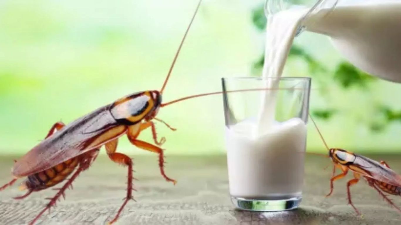 Cockroach milk
