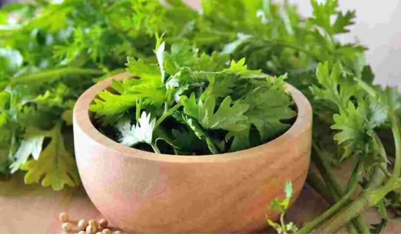 Coriander
