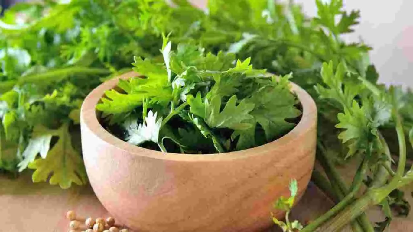Coriander