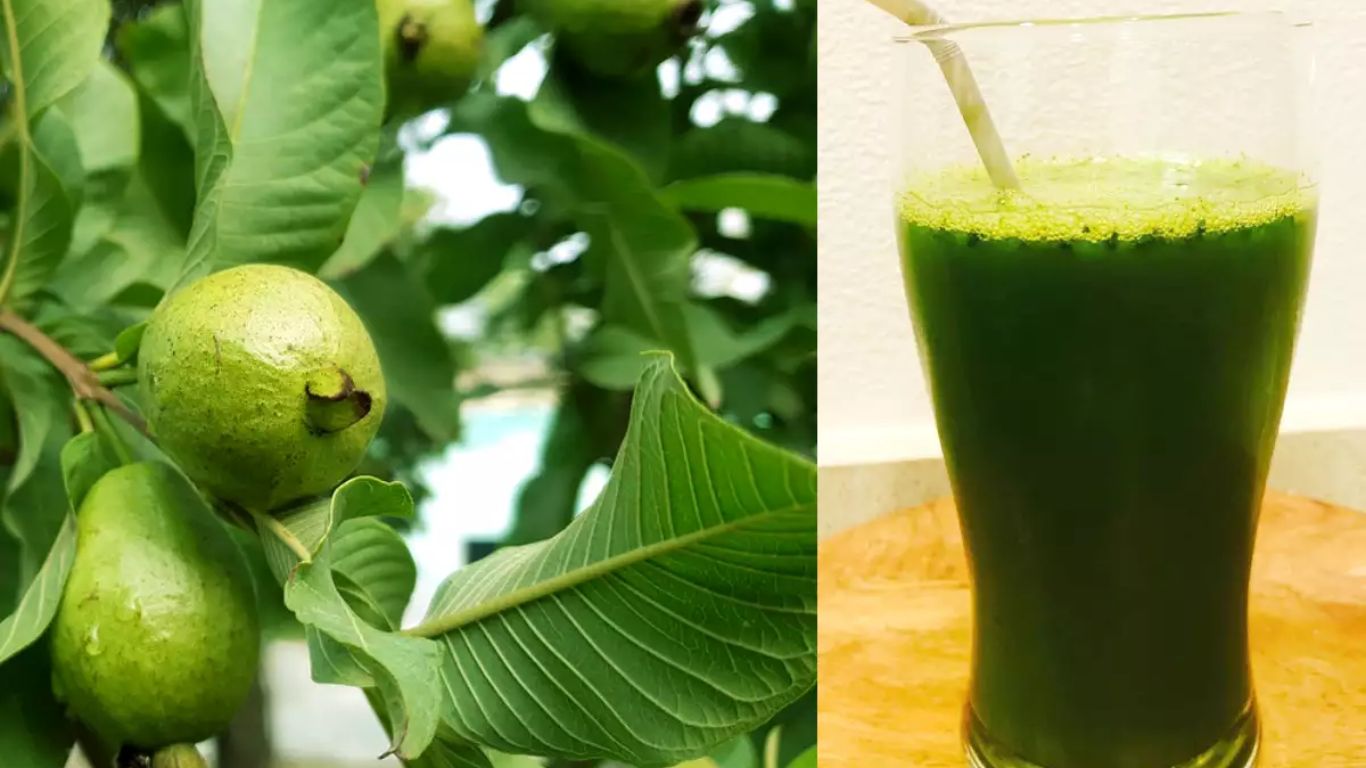 Guava Leaves