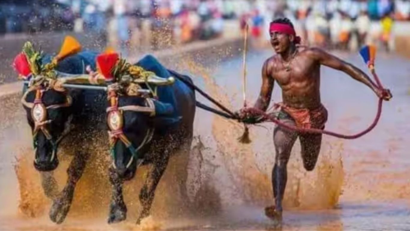 Kambala Buffalo Race