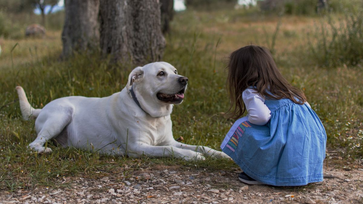 A virus that infects dogs: