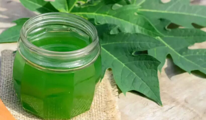 Papaya Leaves