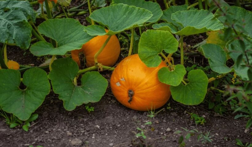 Pumpkin Leaves Benefits