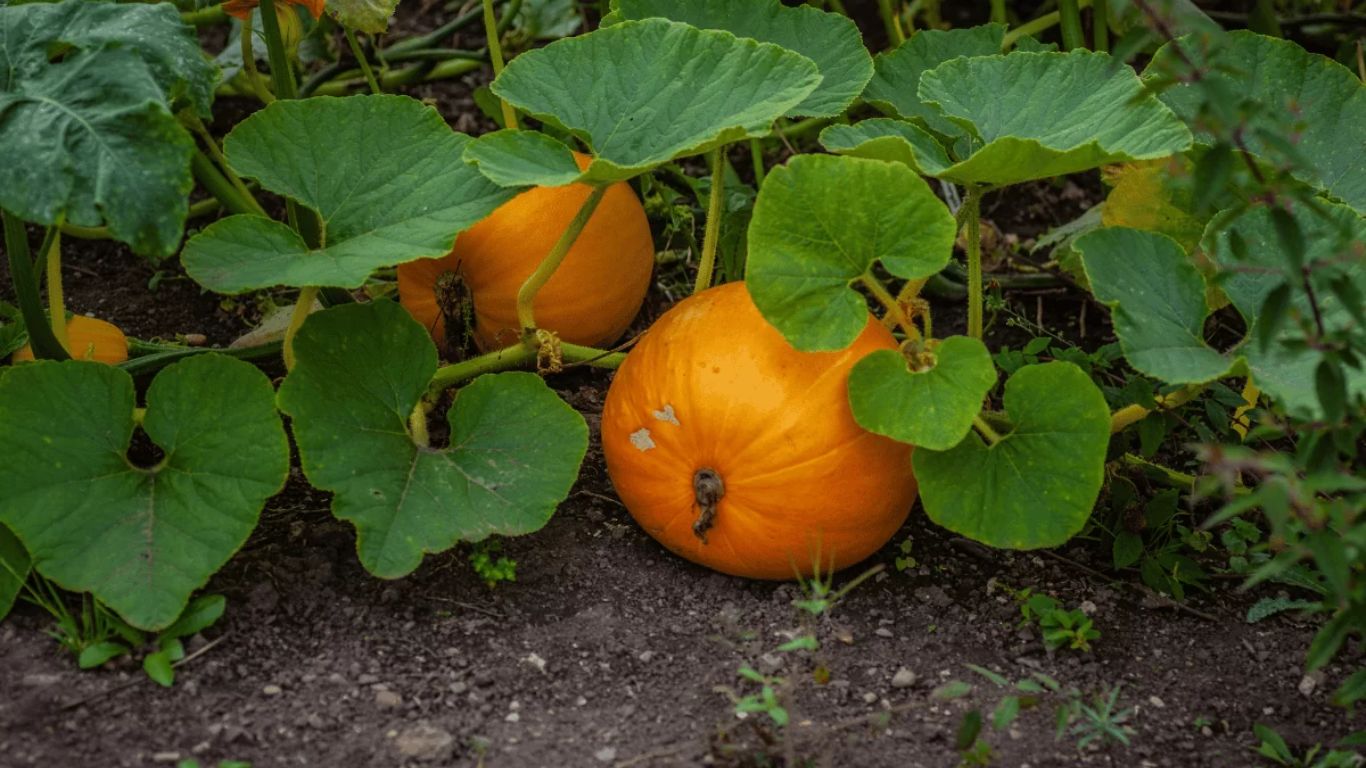 Pumpkin Leaves Benefits