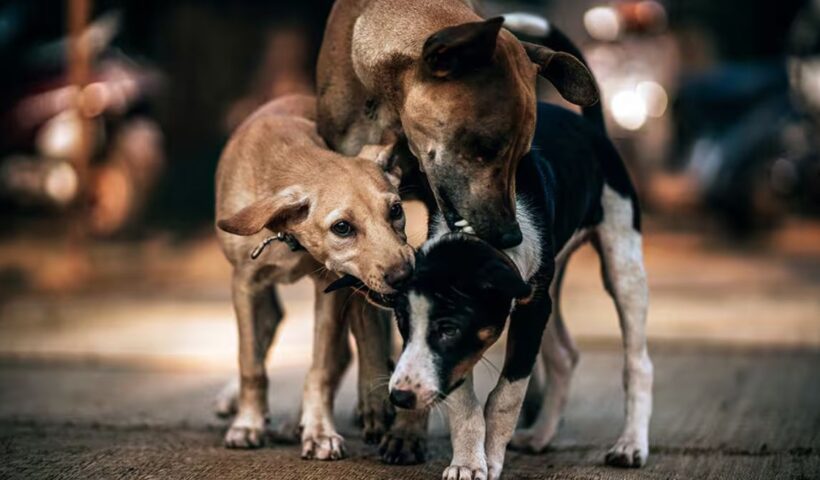 Street Dogs