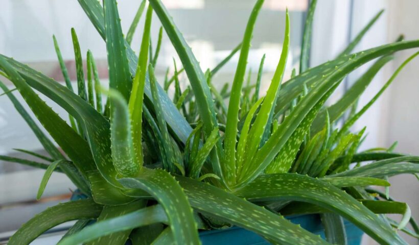 Aloe Vera Health Benefits