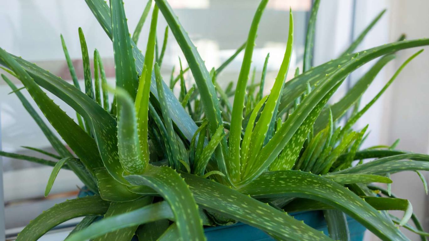 Aloe Vera Health Benefits