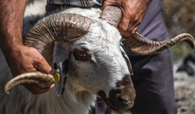Animal Sacrifice on Eid Ul Adha 2025
