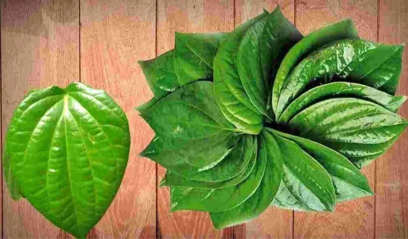 Betel Leaves