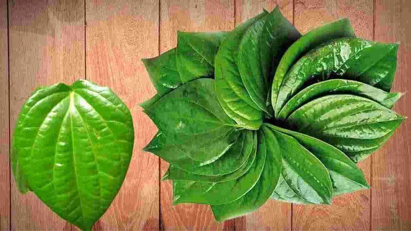 Betel Leaves