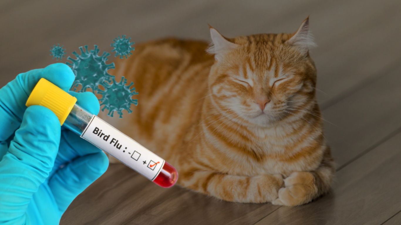 Bird Flu
