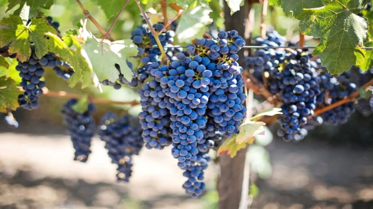 Black Grapes