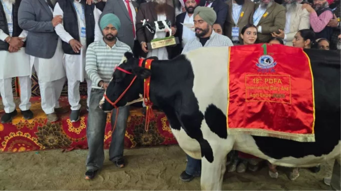 Cow