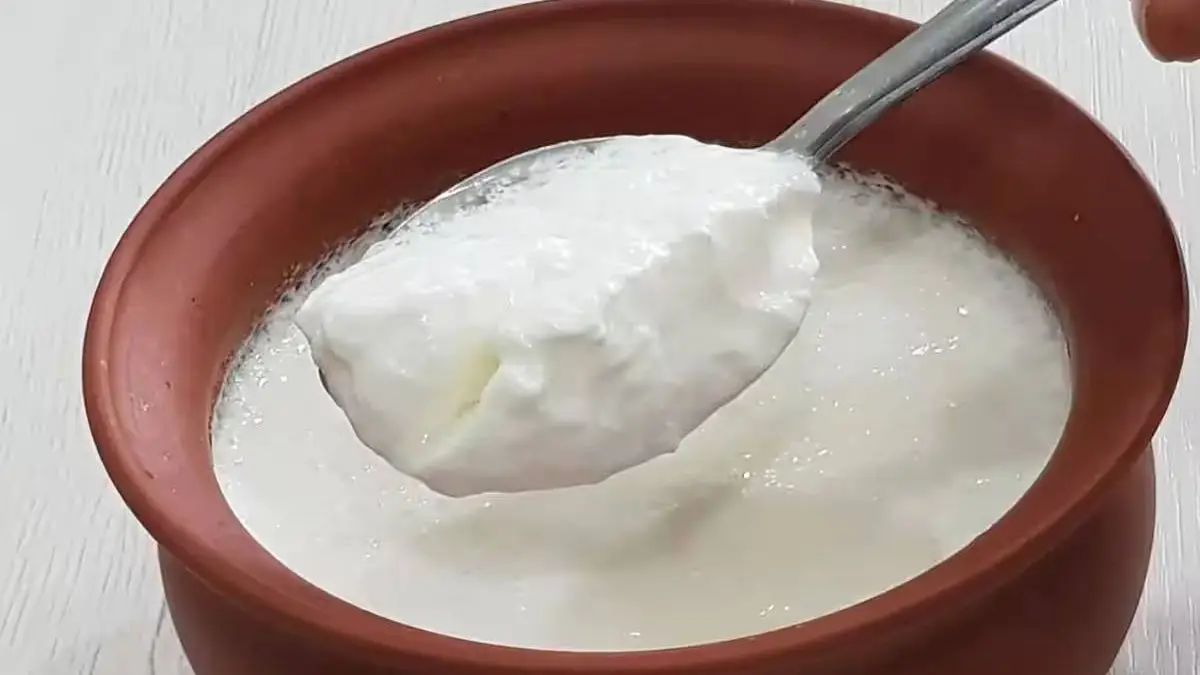 Curd Benefits